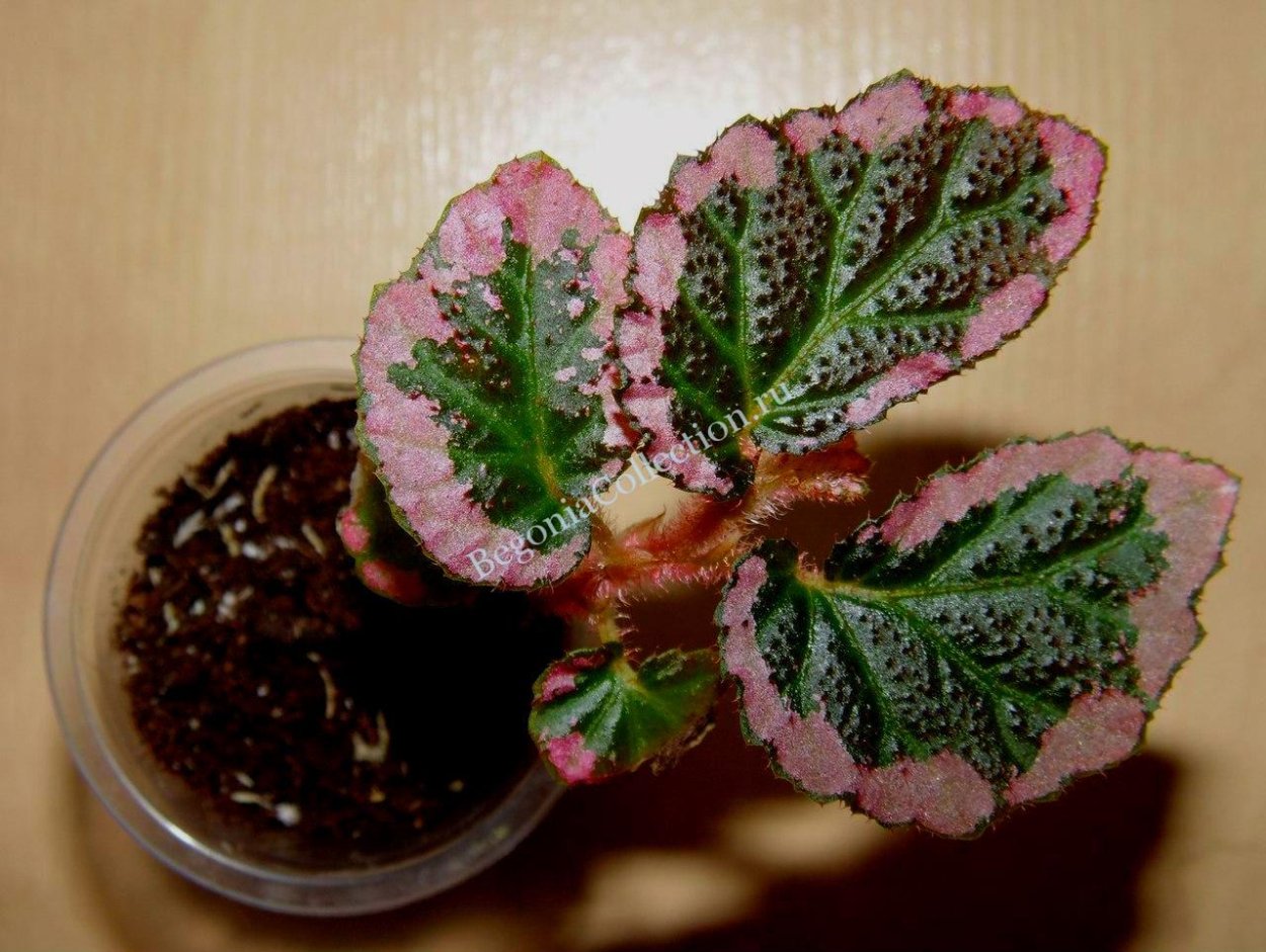 U-012 (Symbegonia) бегония