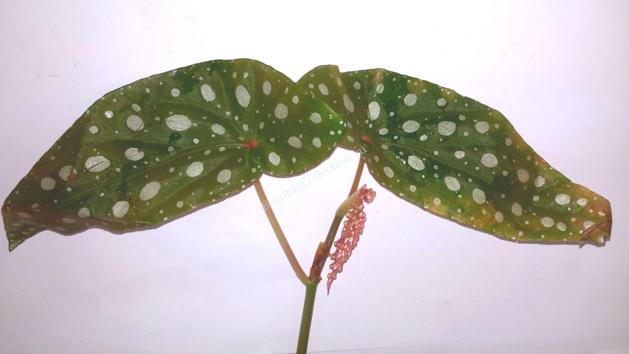 Begonia Pseudolubbxsis