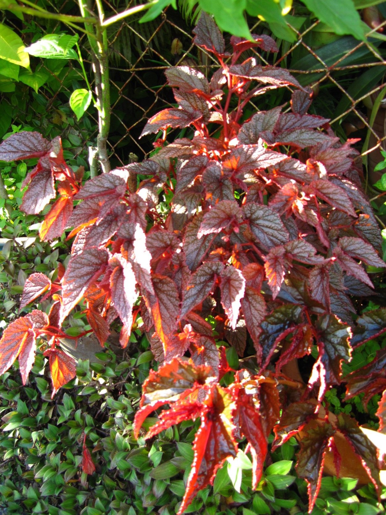 Бегония-Кейн Maurice Amey