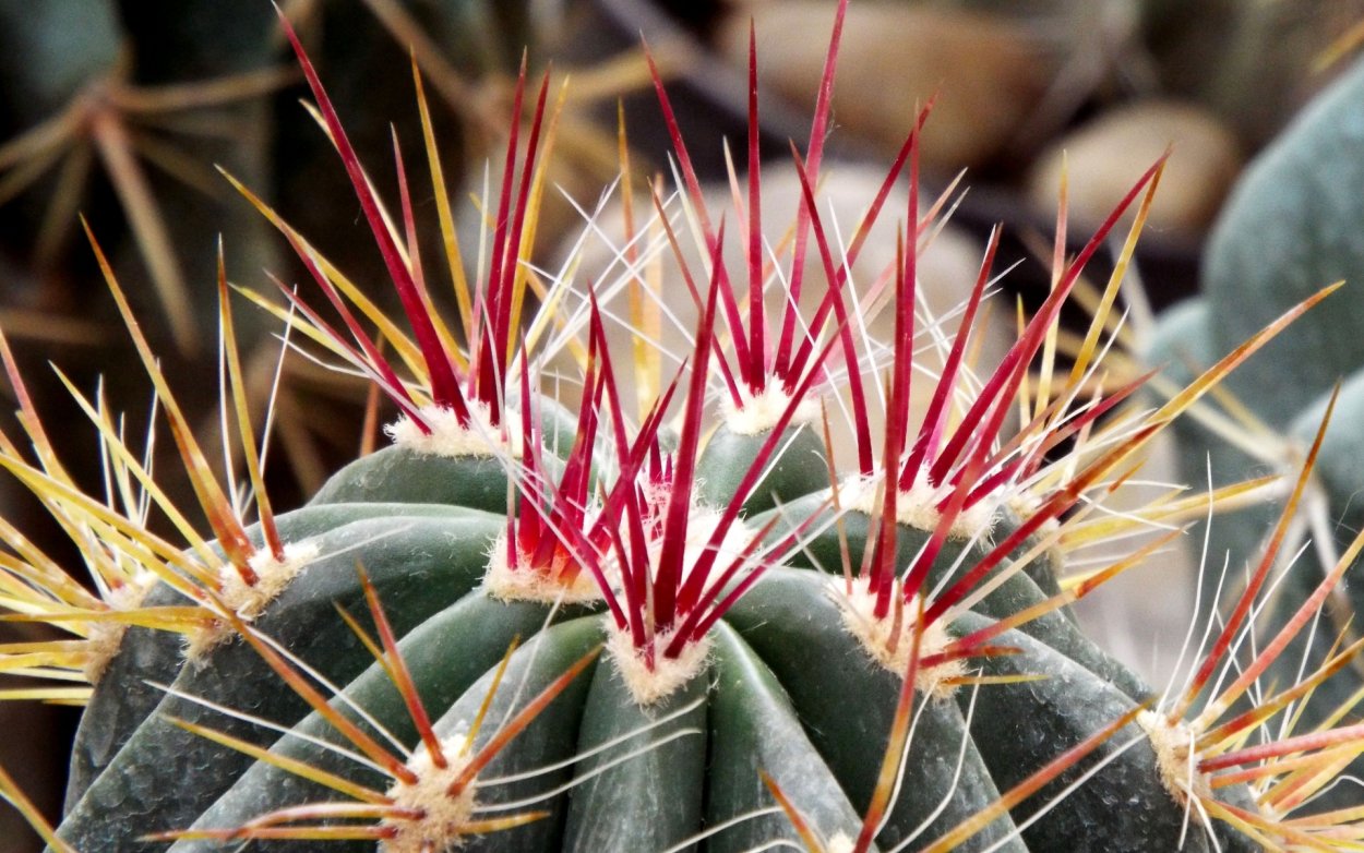 Опунция иглы