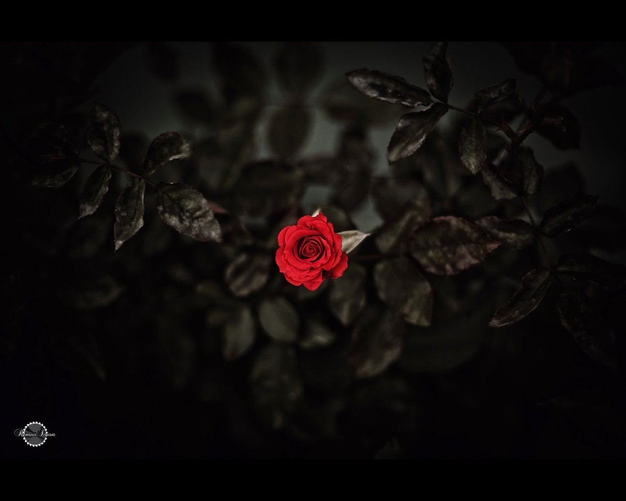 Кладбище с красными розами