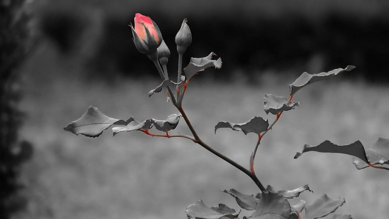 Грустный цветок