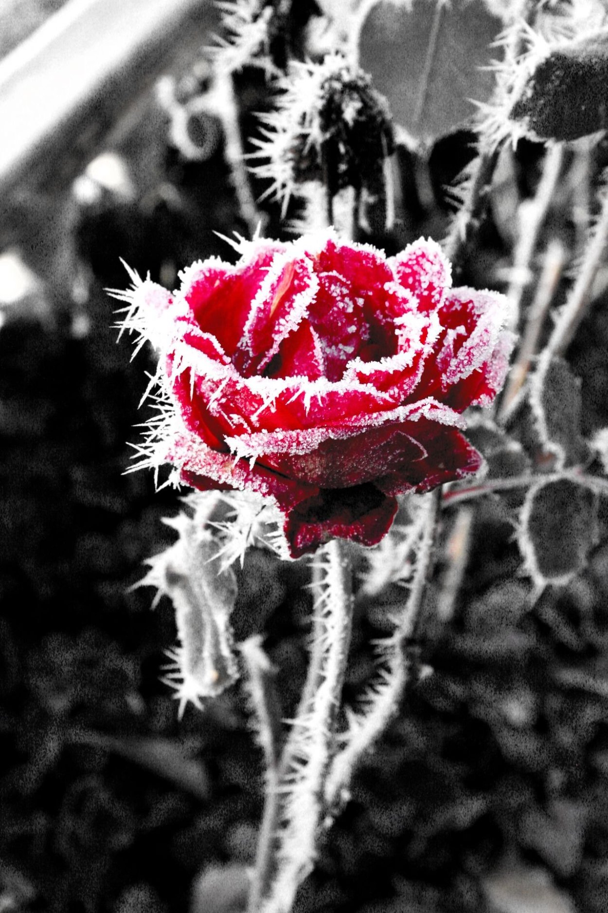 Красивые цветы с шипами