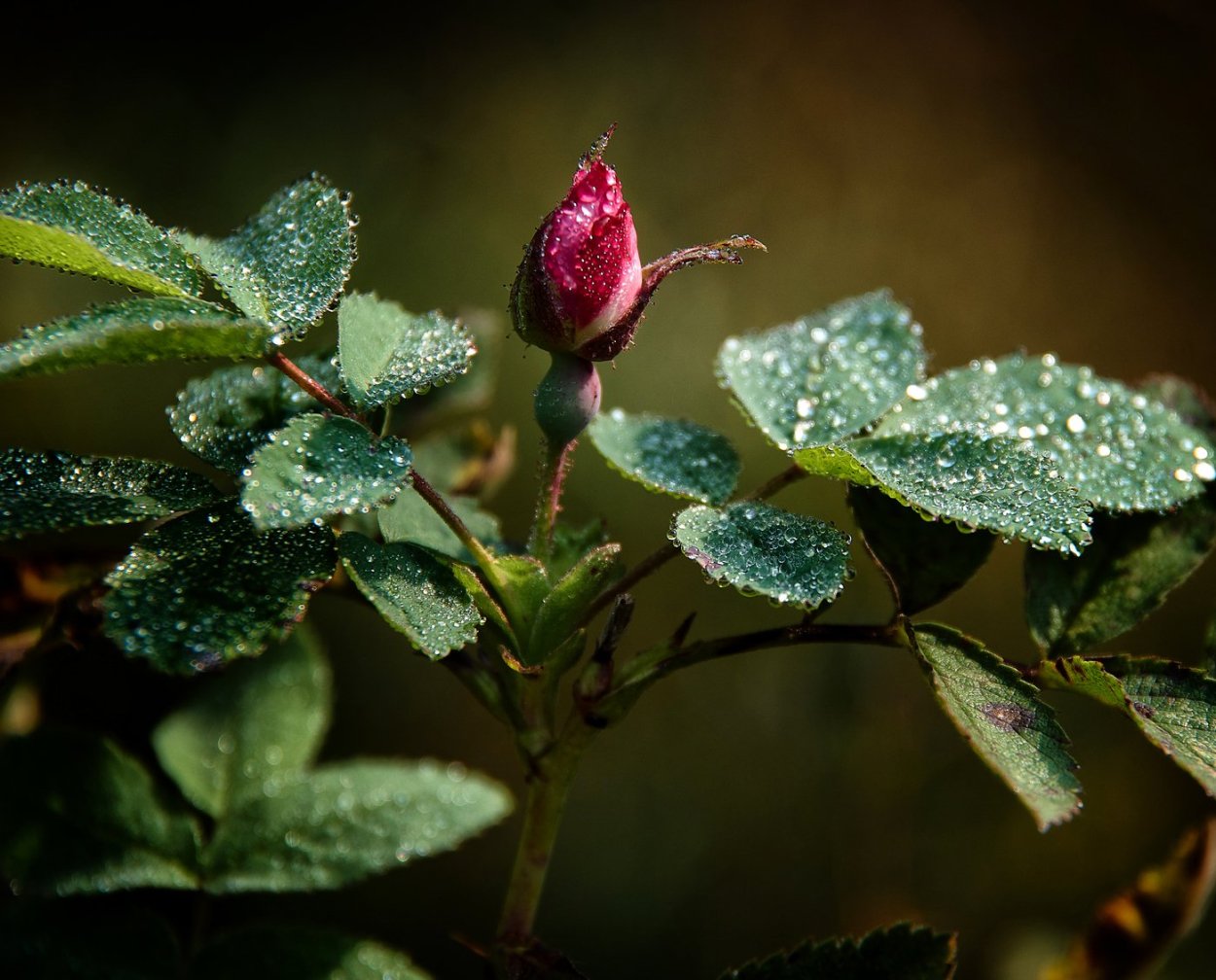 Бутон розы листья розы