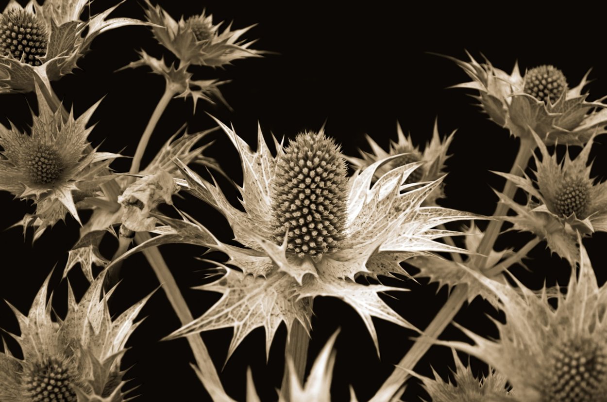 Синие цветы с шипами