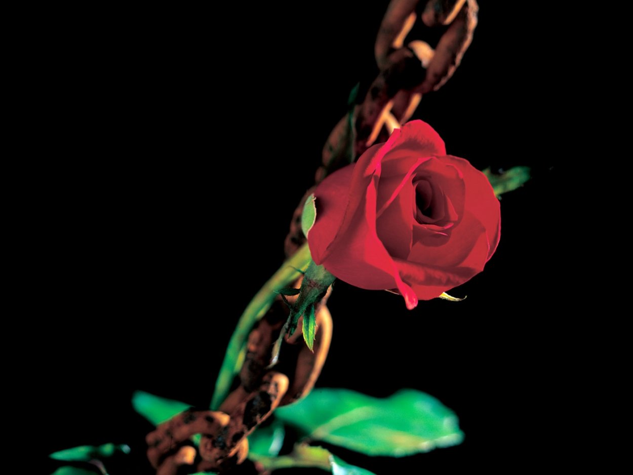 Роза с шипами на темном фоне