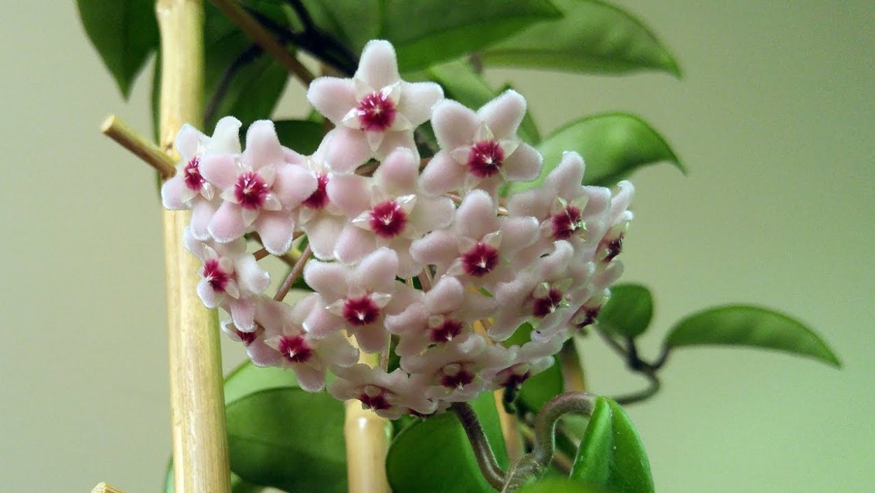 Хойя чингуэнсис