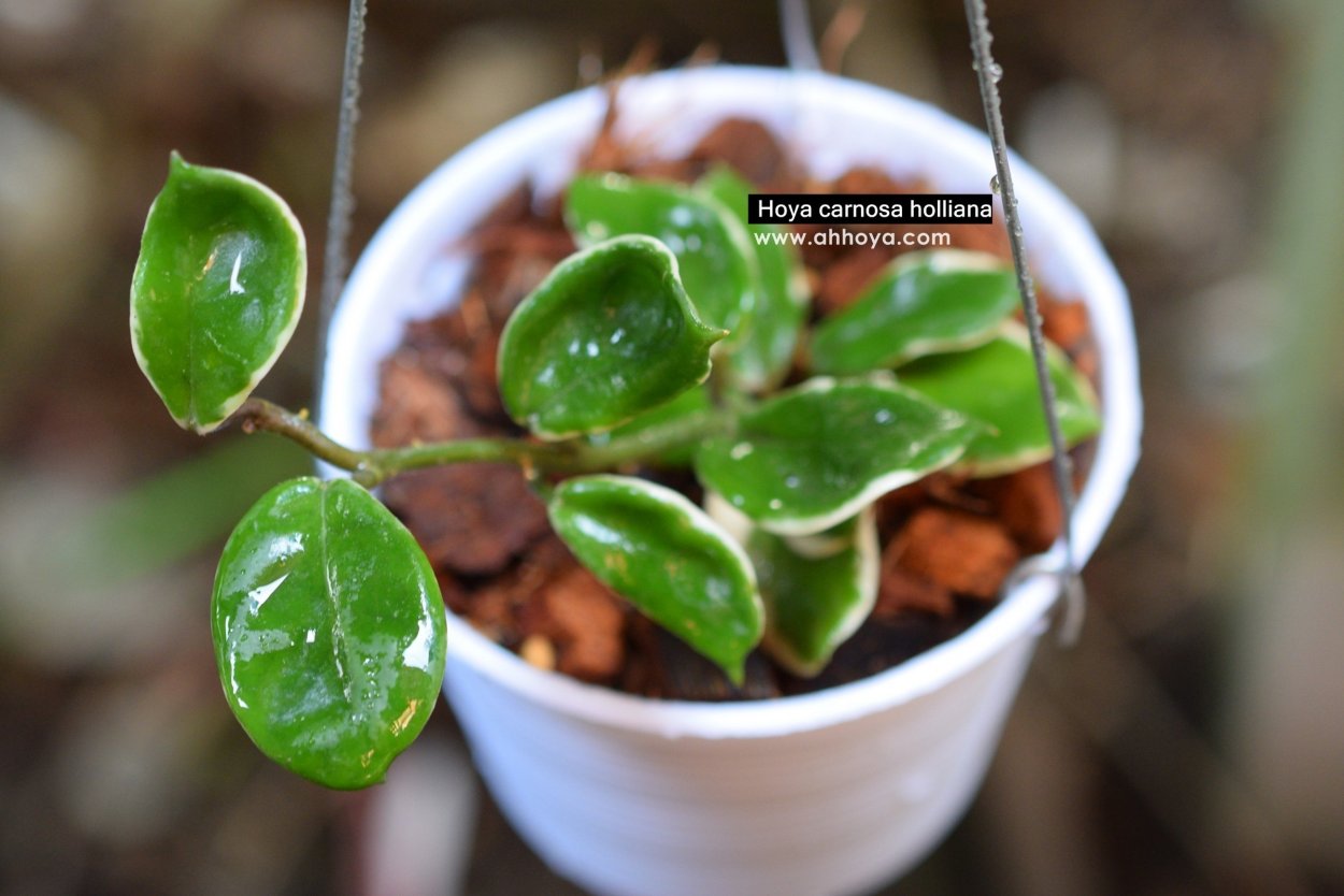 Хойя Карноза холлиана