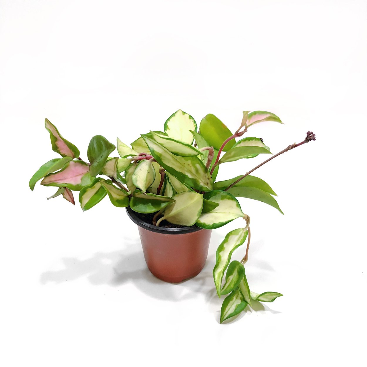 Hoya Krimson Princess