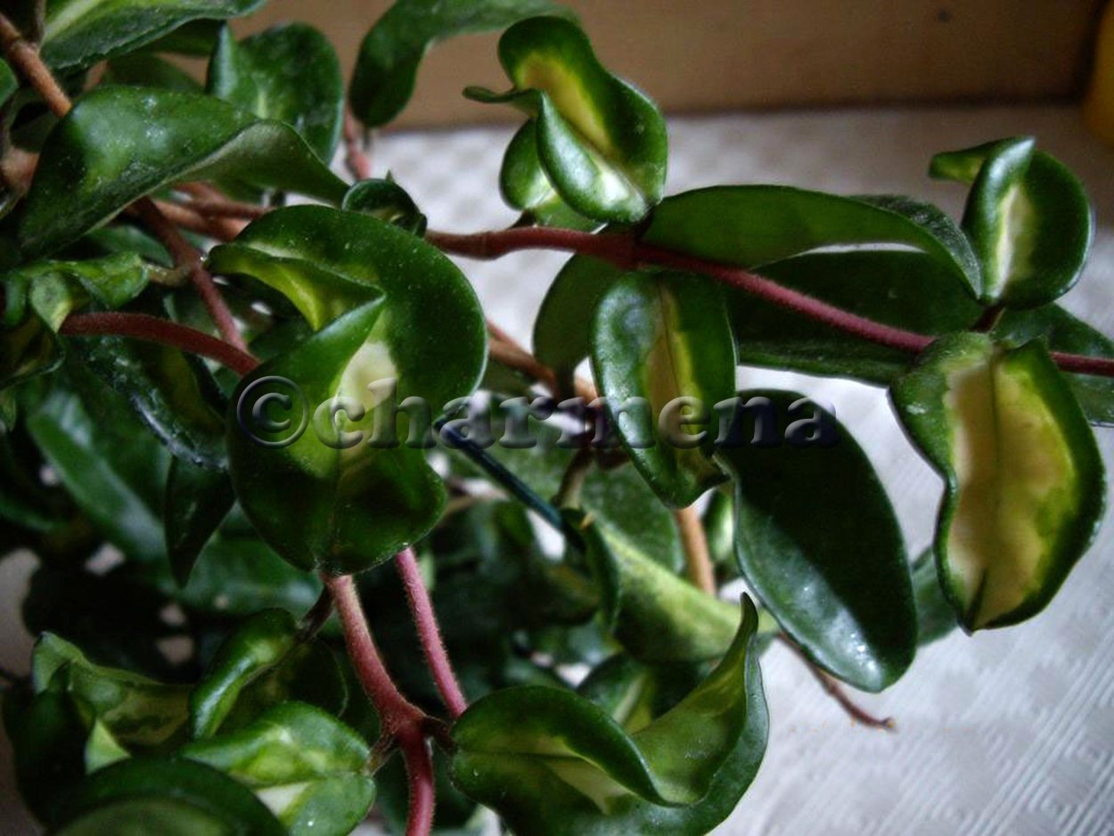 Хойя Карноза Марлея