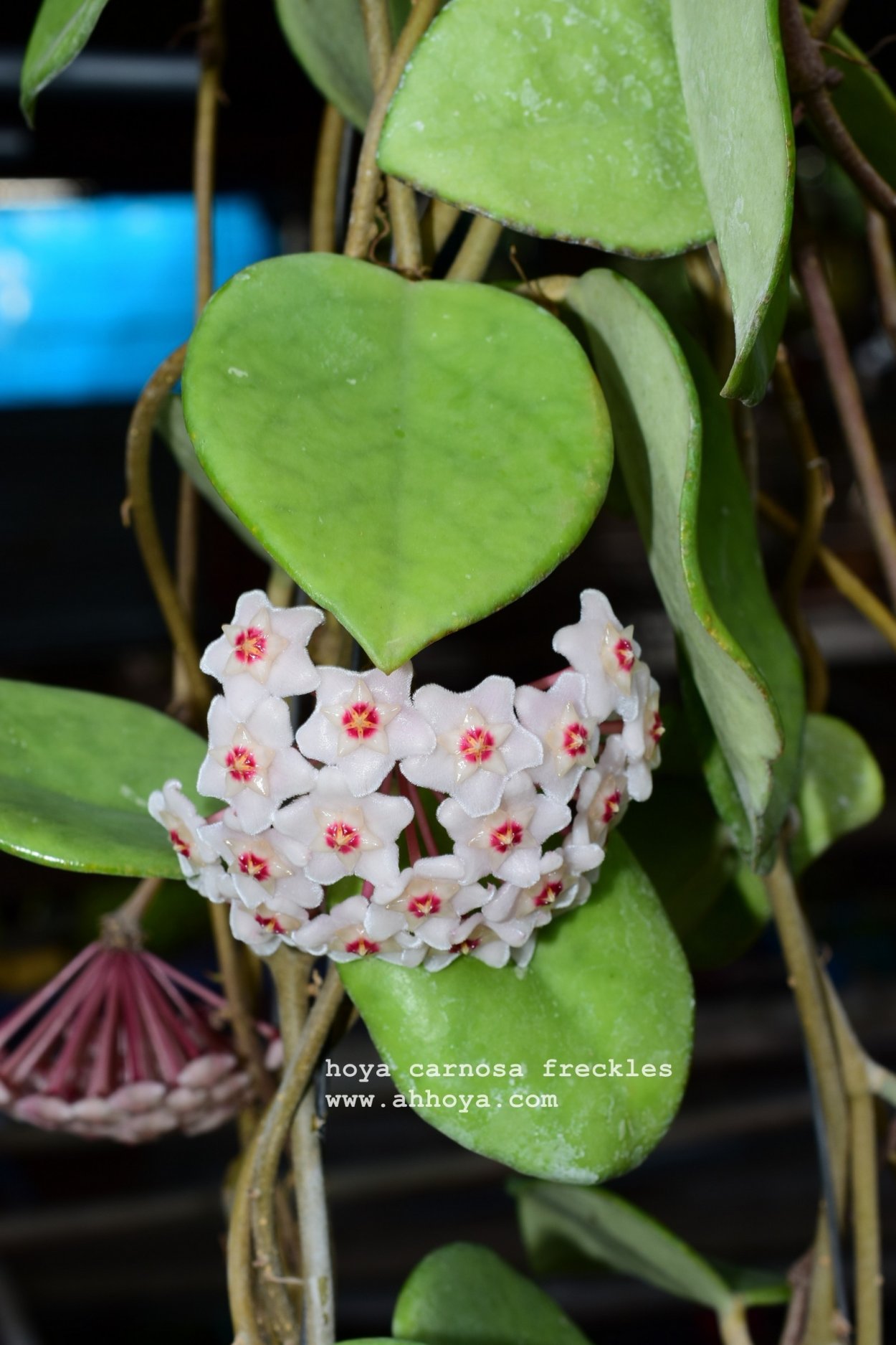 Хойя Карноза Стардаст