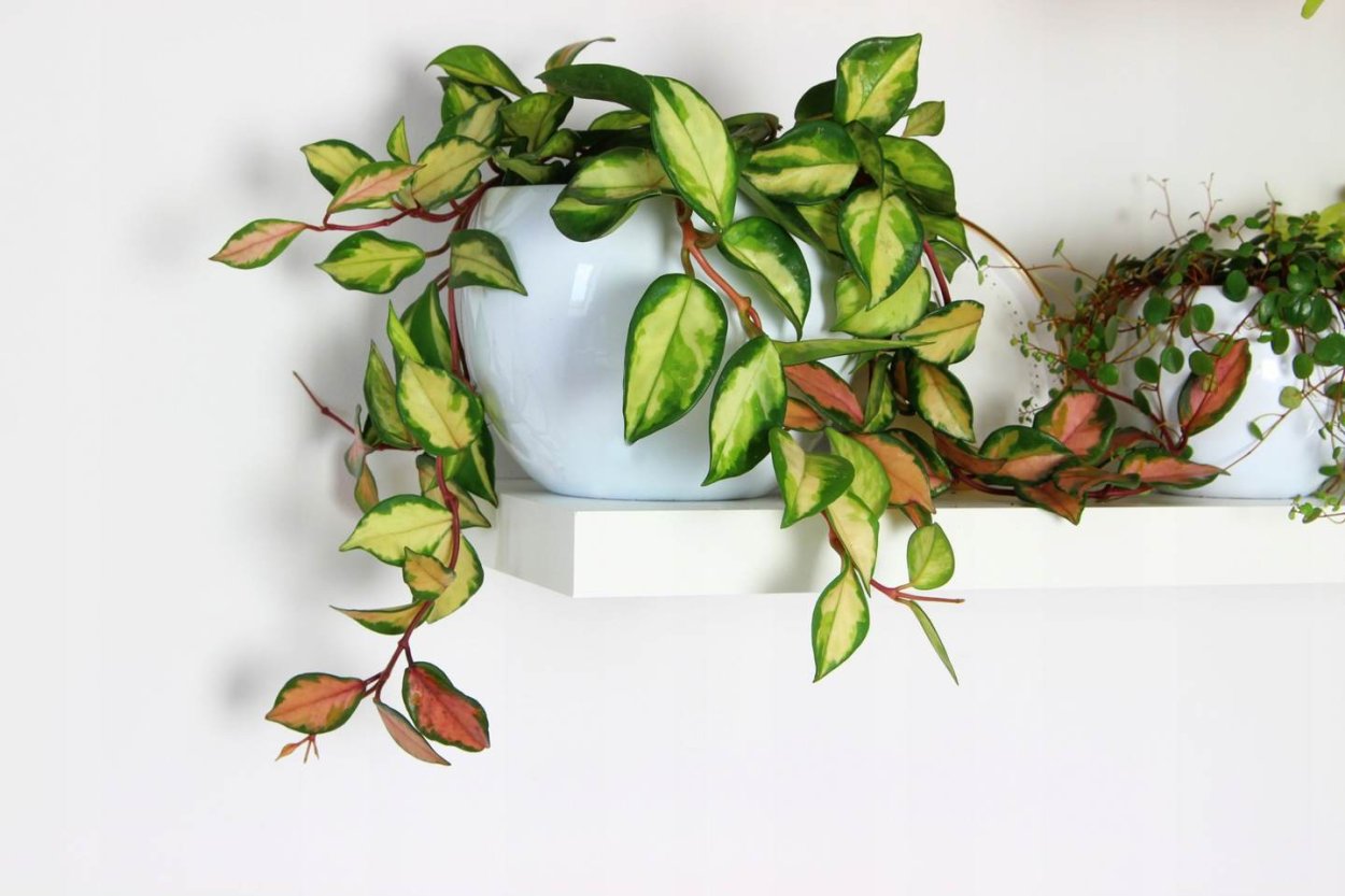 Хойя Карноза