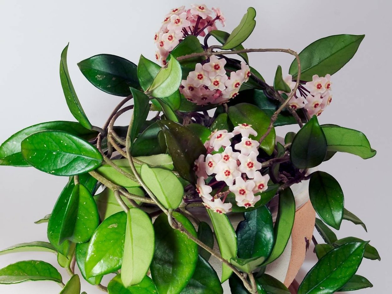 Цветок Хойя Карноза