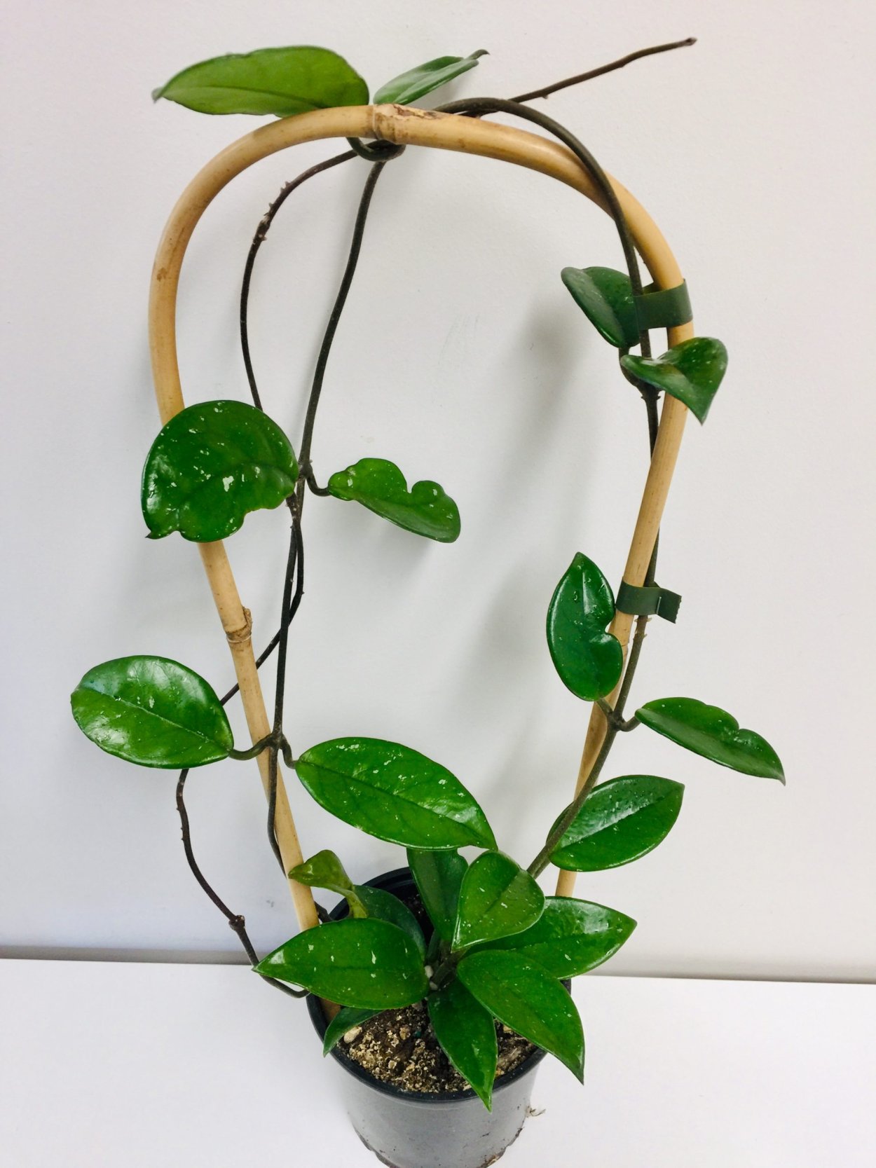 Хойя Карноза мелколистная