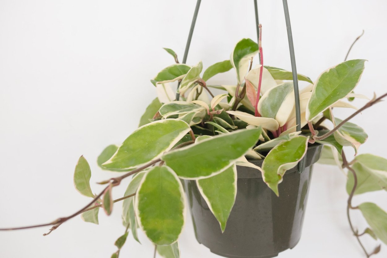 Хойя Карноза зелёная