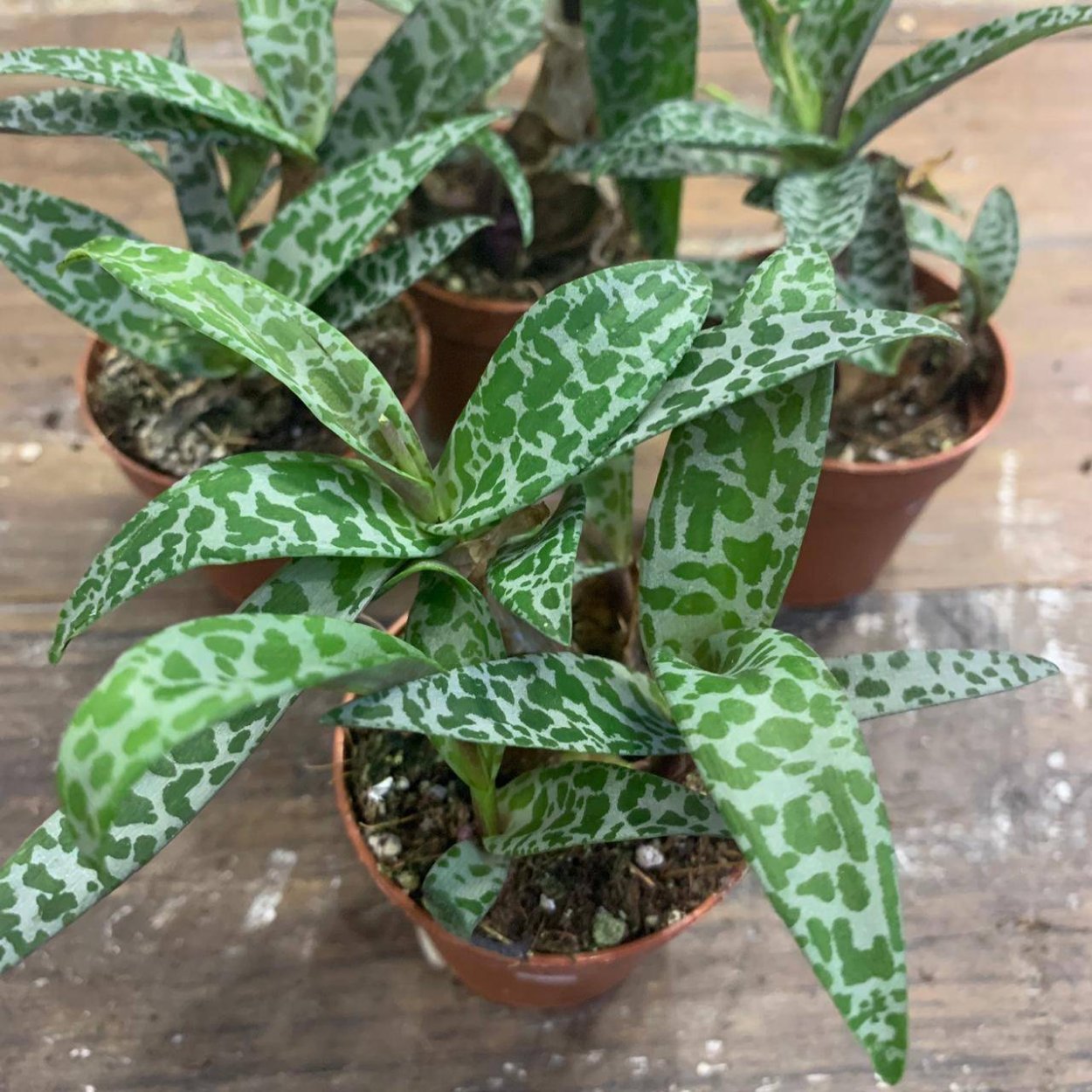 Сцилла ледебурия