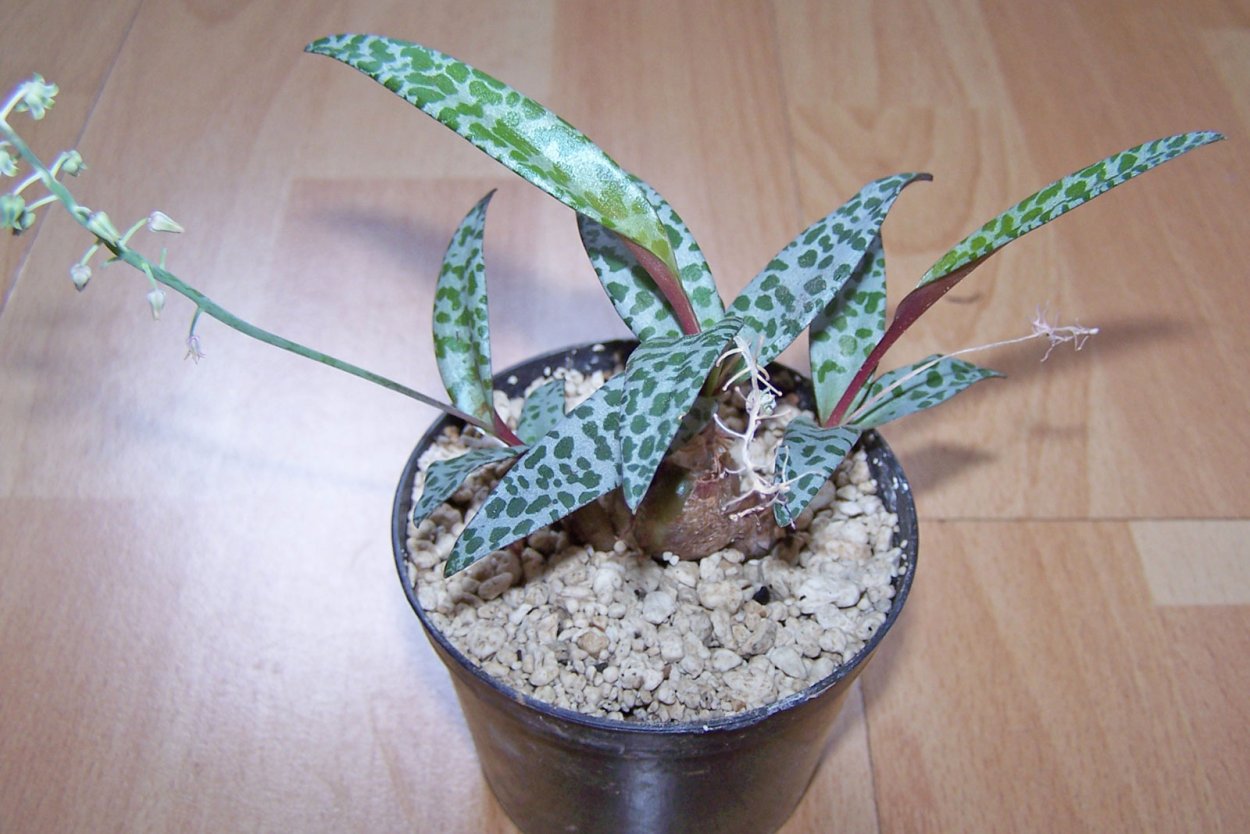 Ледебурия socialis