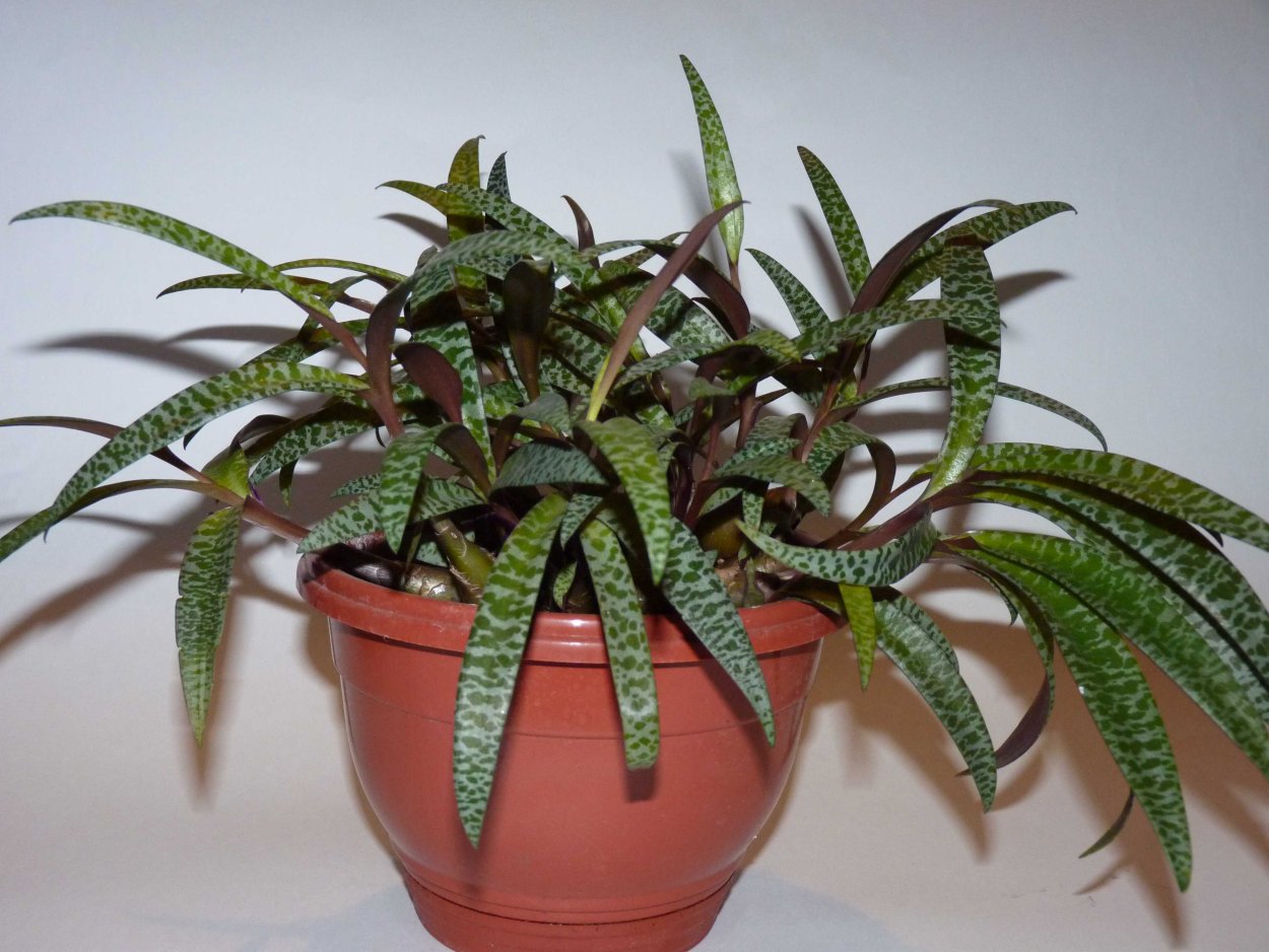 Ледебурия социалис