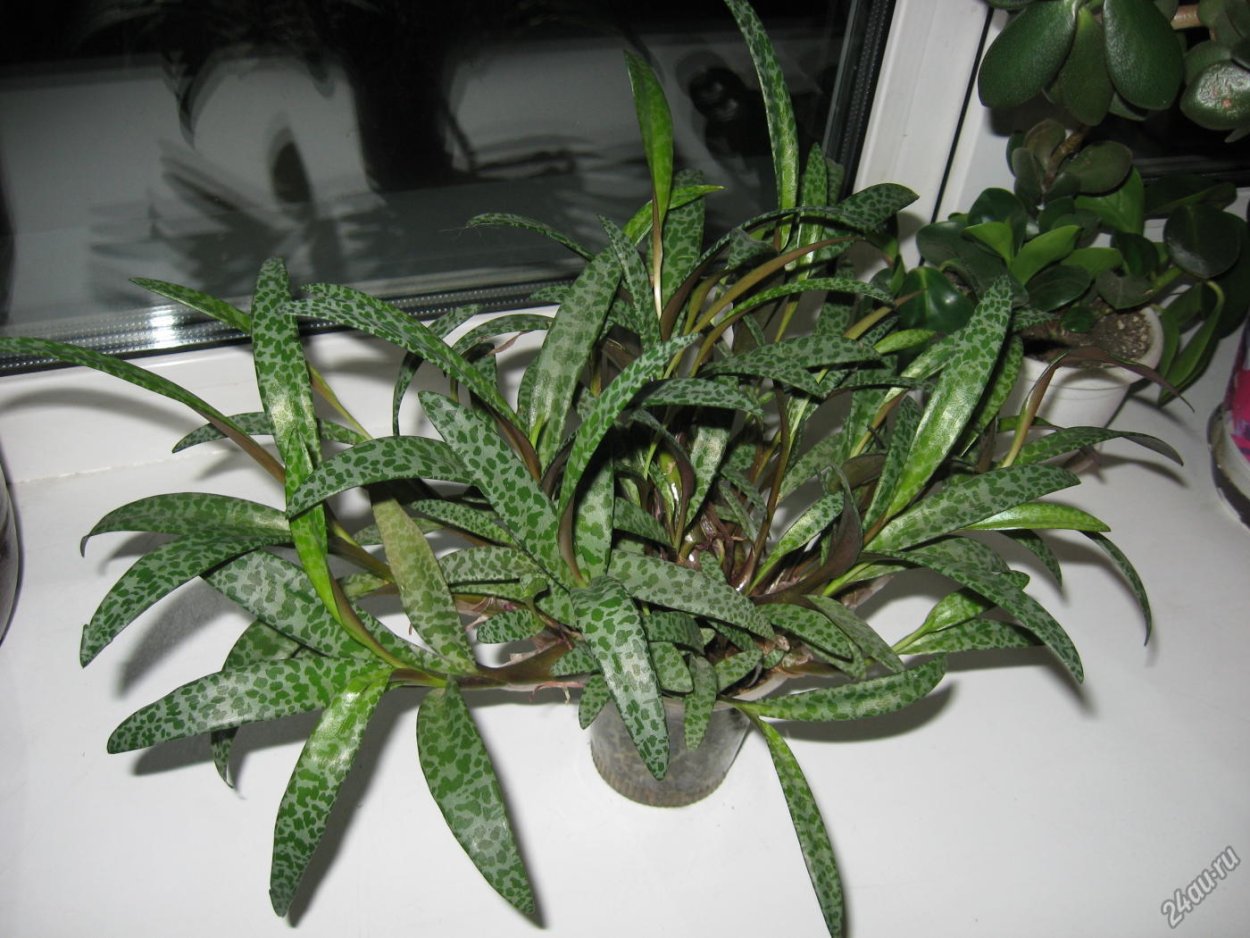 Сцилла ледебурия