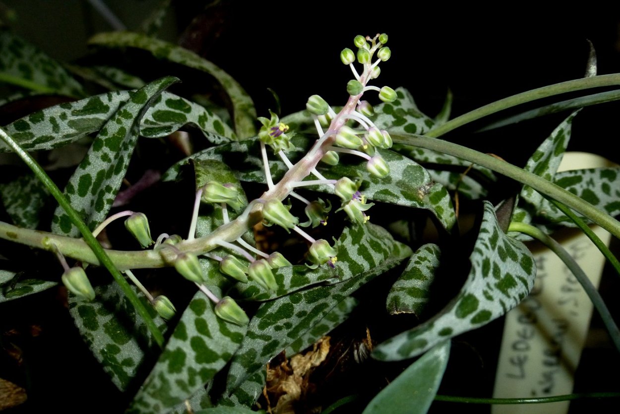 Ледебурия цветение