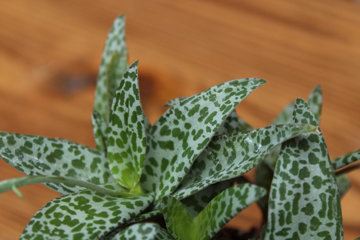 Ледебурия малоцветковая