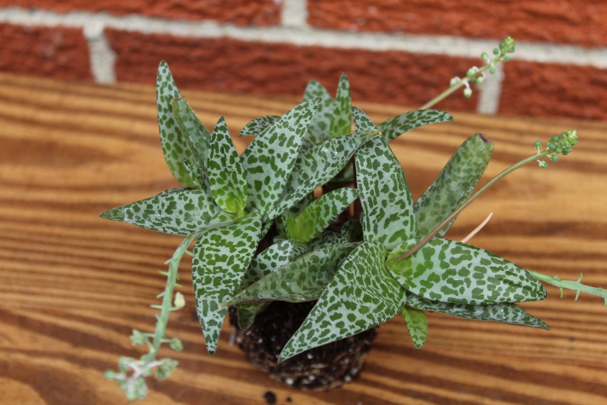 Сцилла ледебурия