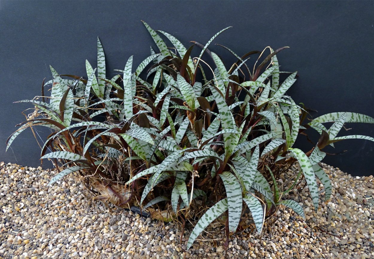 Ледебурия социалис