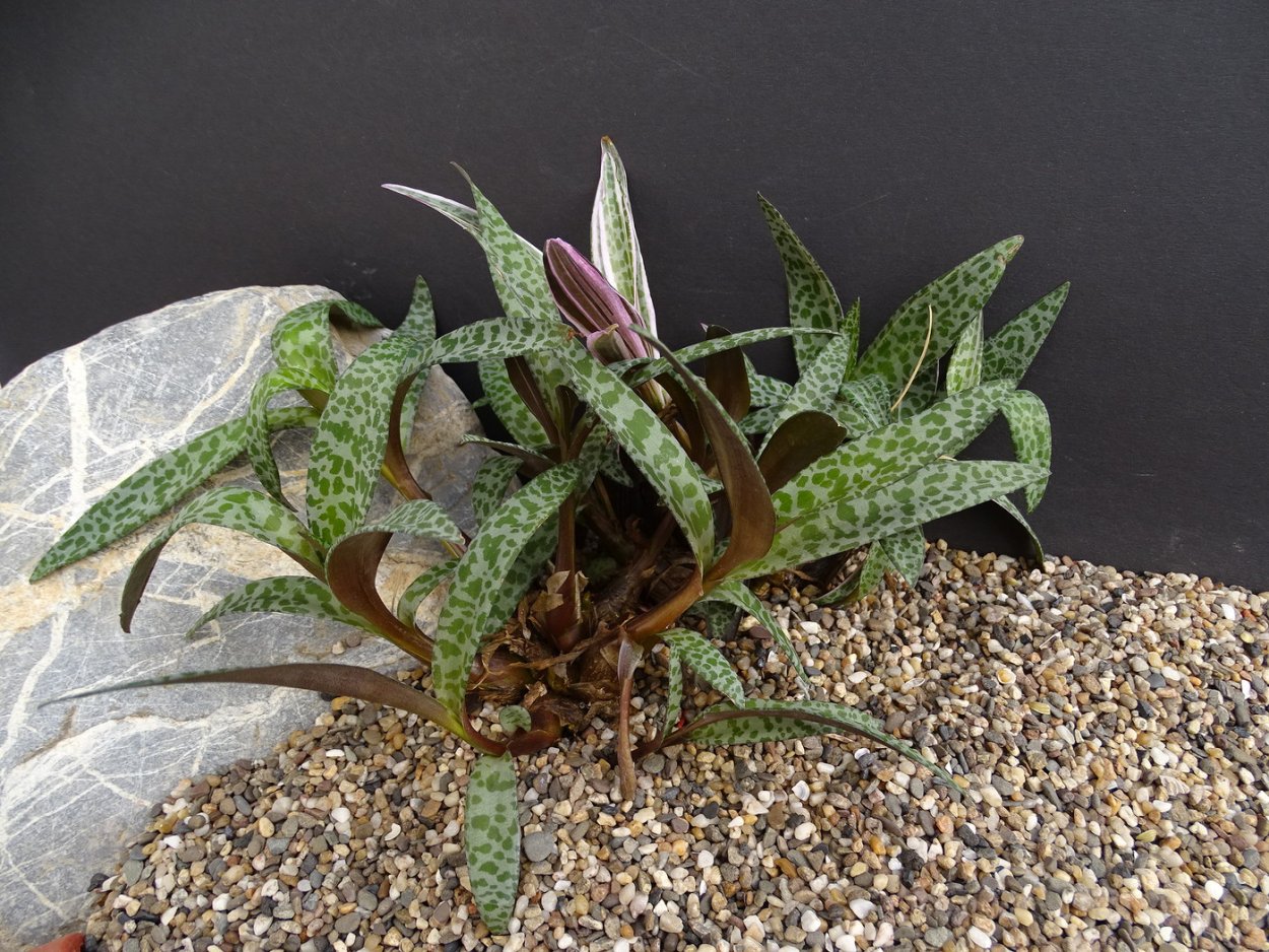 Ледебурия Айседора