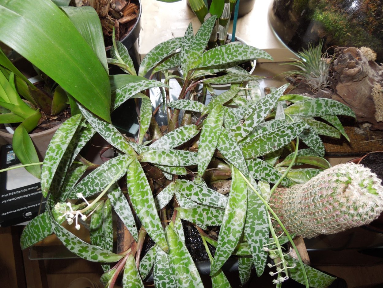 Ледебурия вытягивается