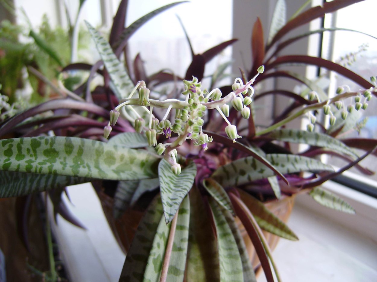 Ледебурия цветение