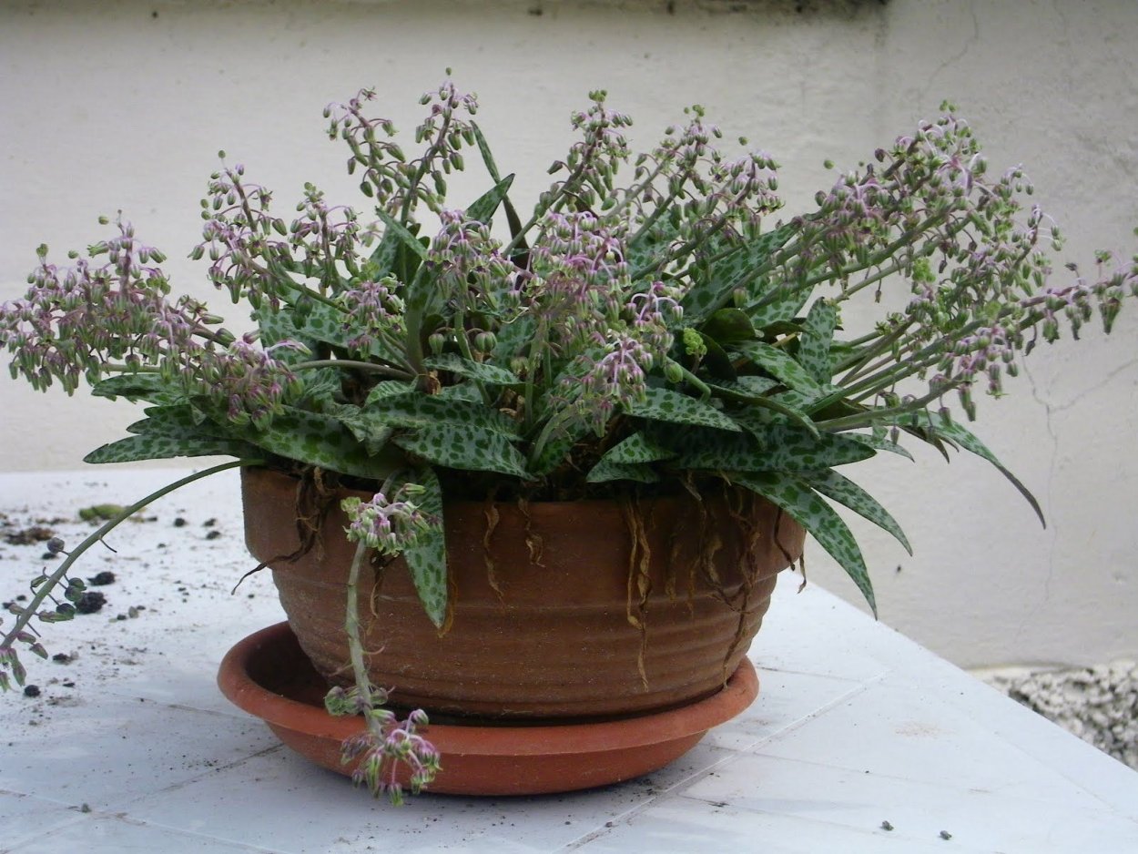 Сцилла ледебурия