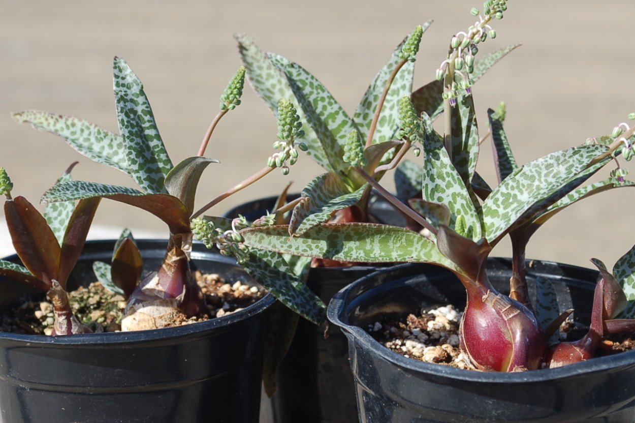 Ледебурия лутеола