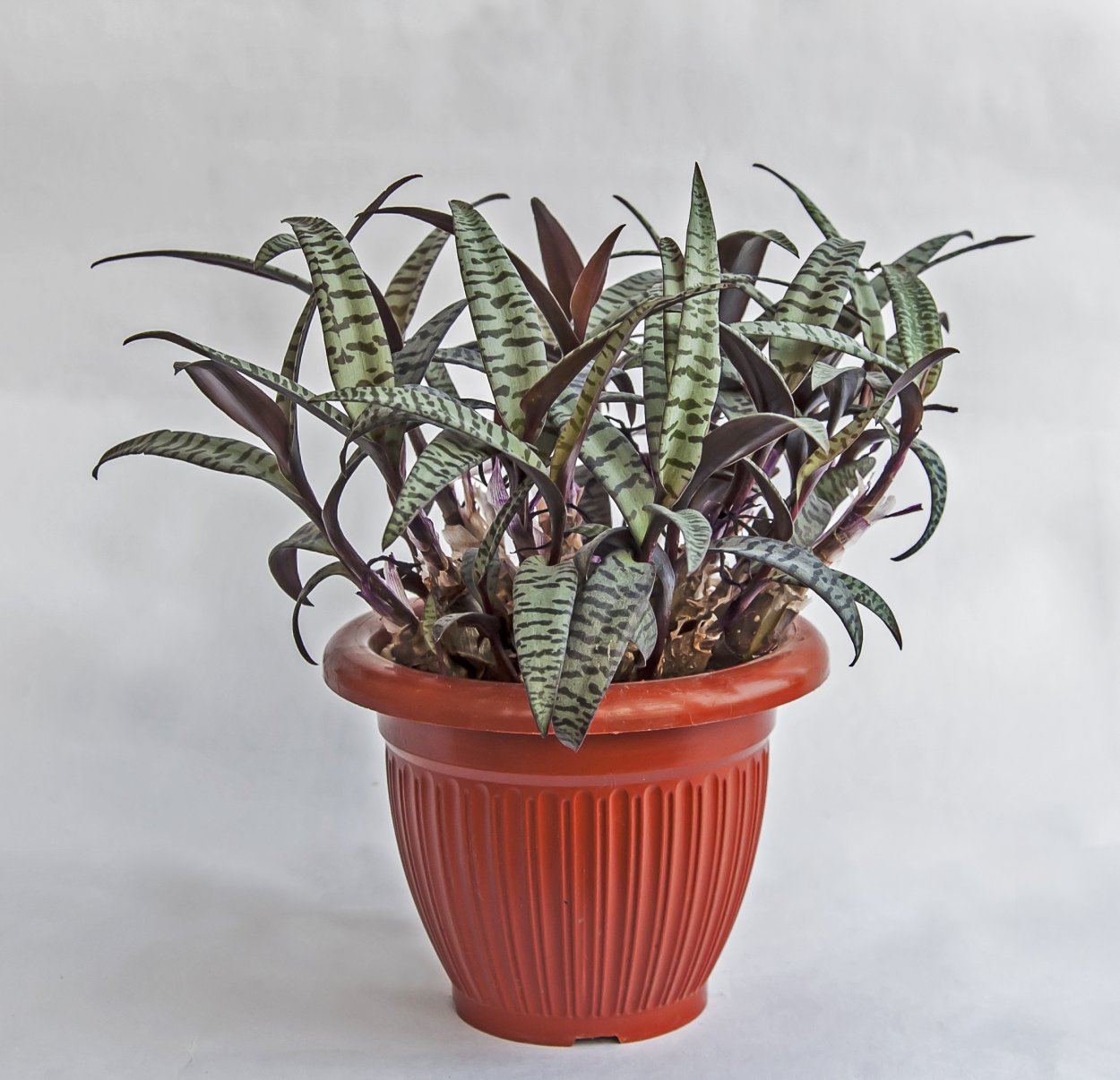 Ледебурия сорта