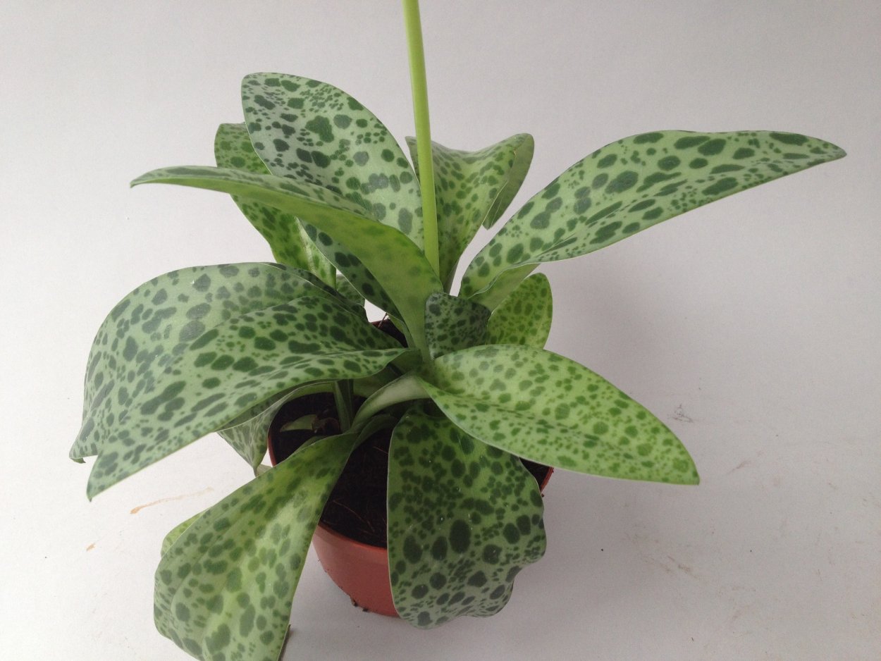 Ледебурия малоцветковая