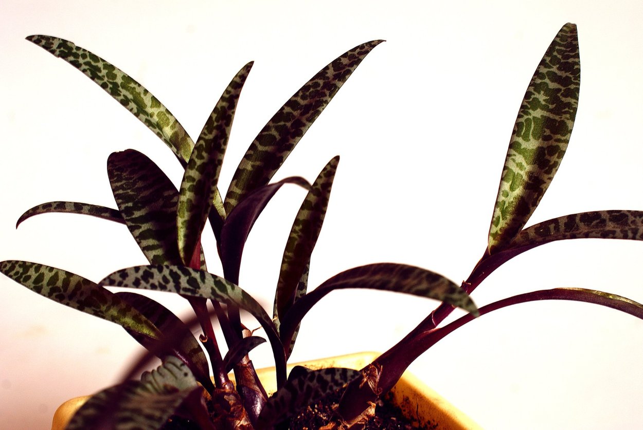 Ледебурия лутеола