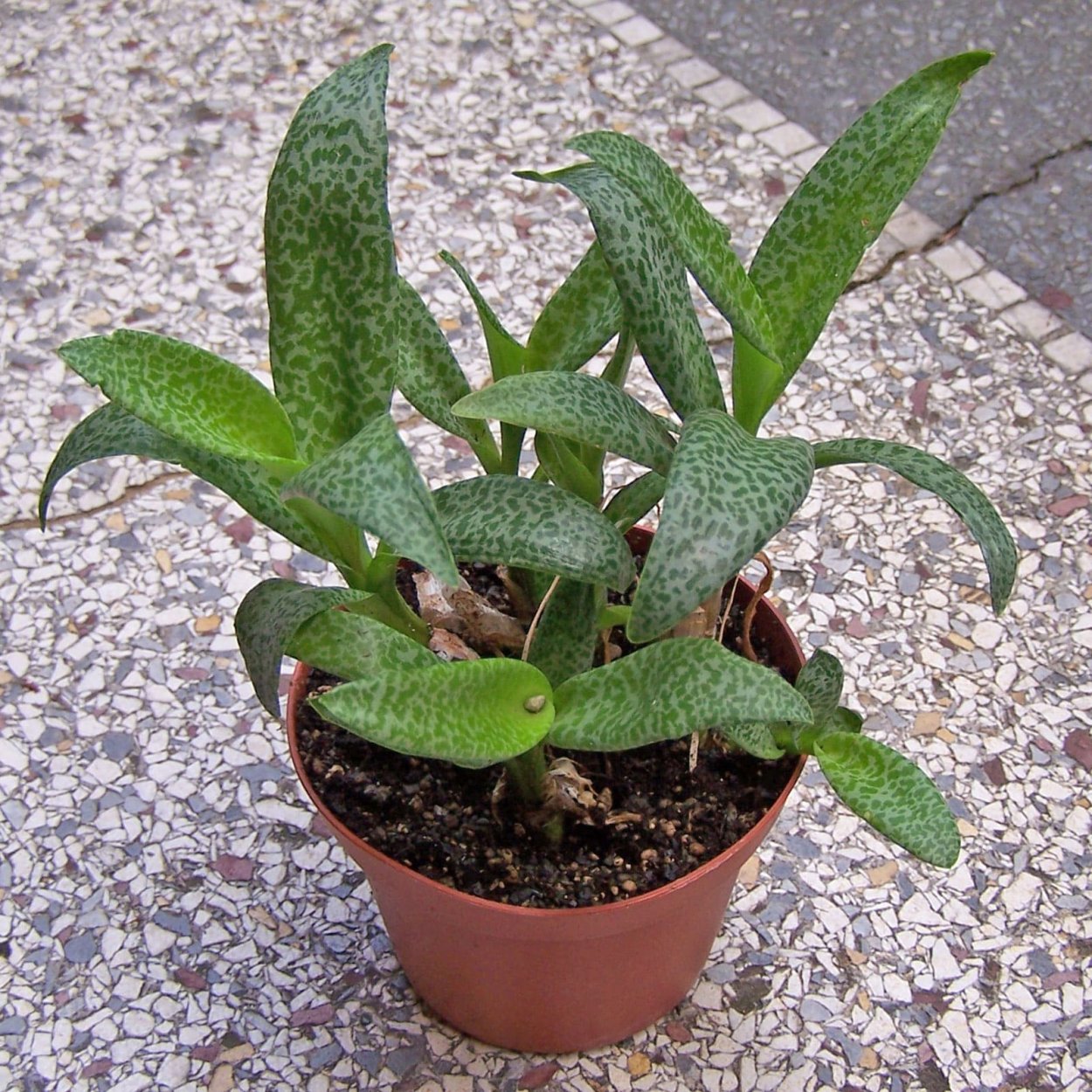 Ледебурия социалис