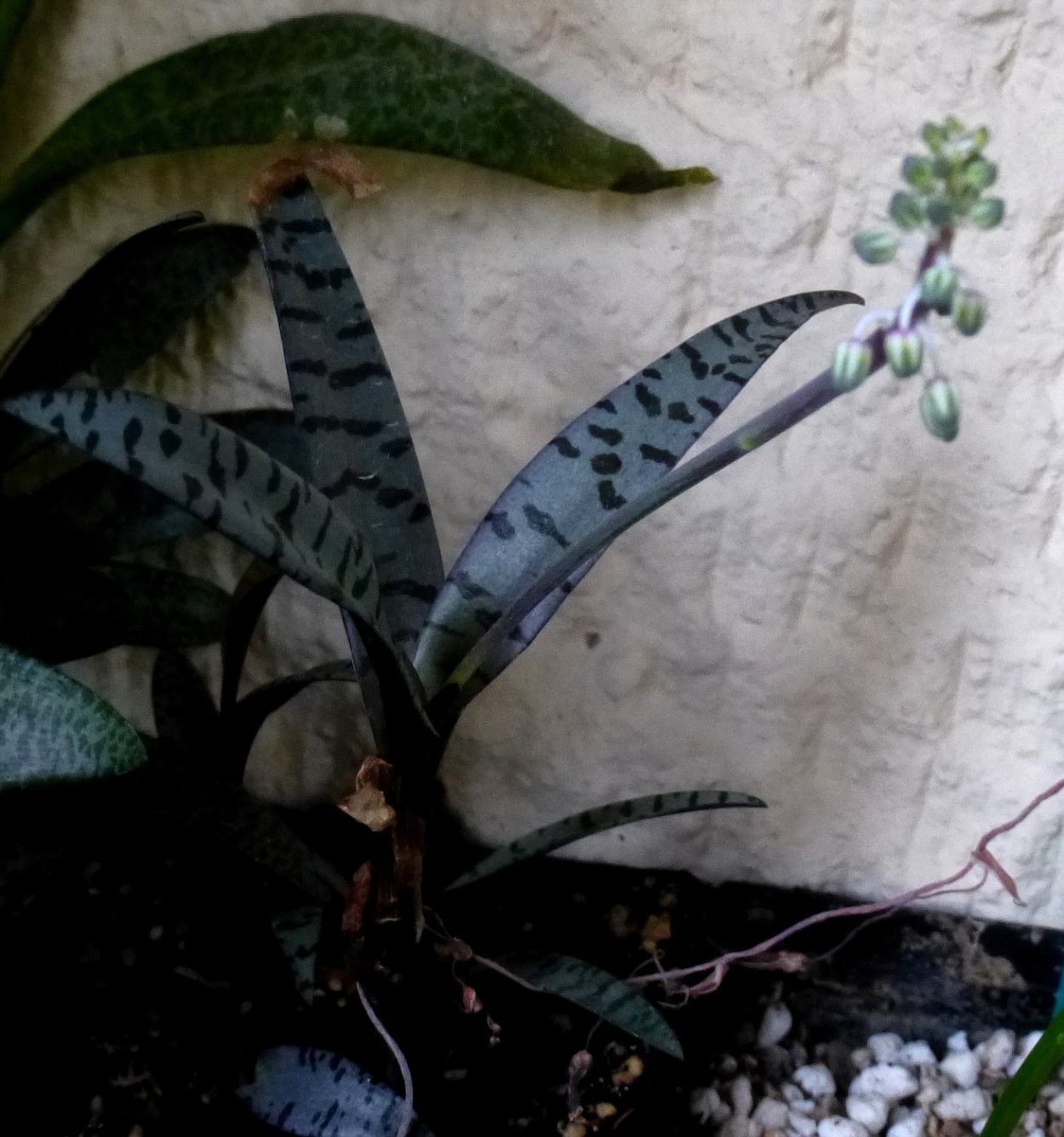 Цветок ледебурия Купер