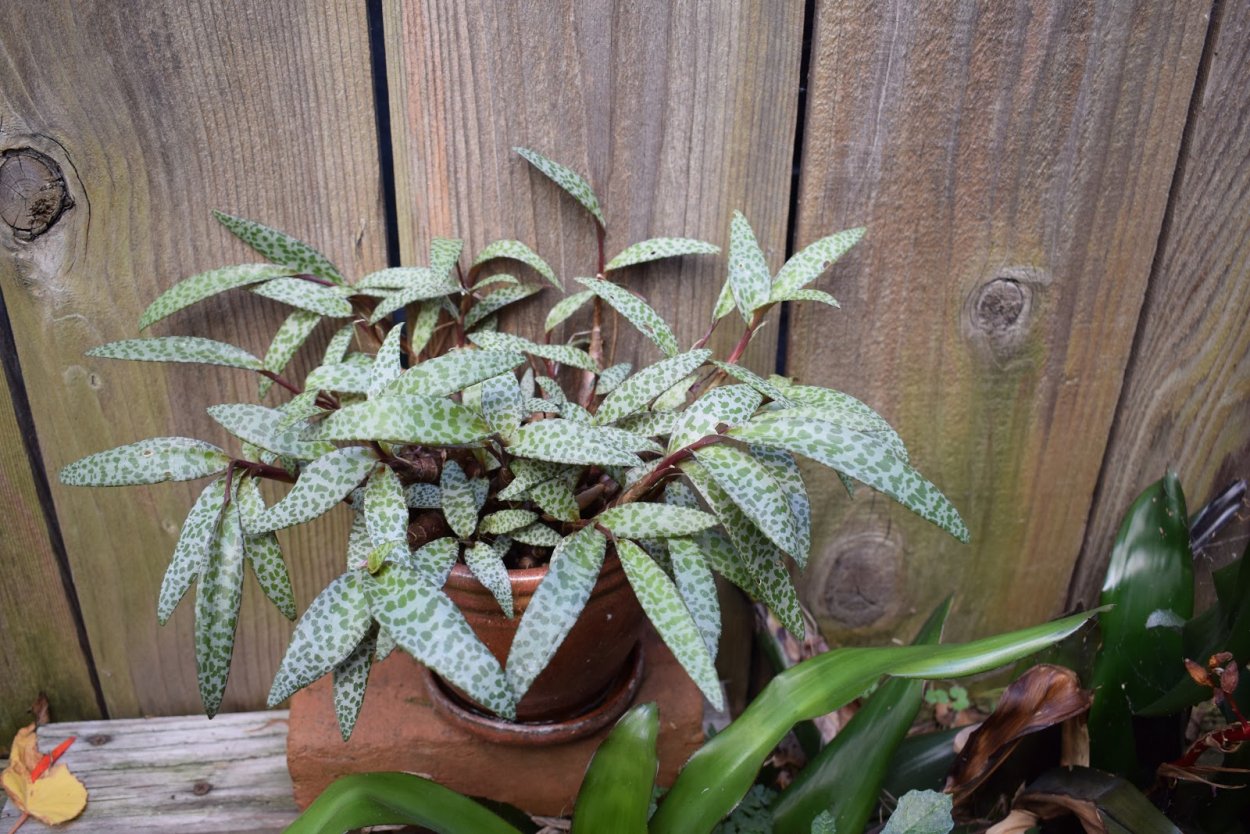 Цветок ледебурия Купер