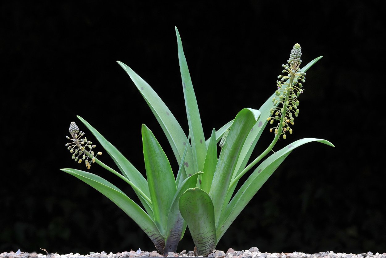 Ледебурия цветение