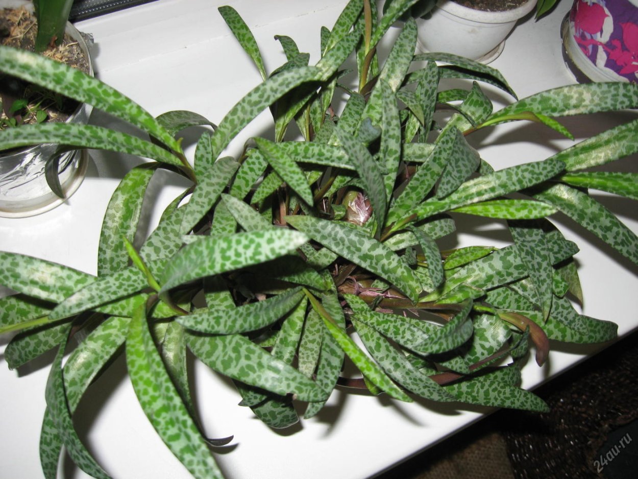 Сцилла ледебурия