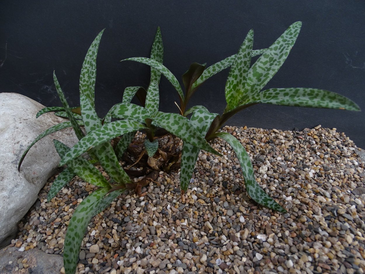 Ледебурия Ботриоидная