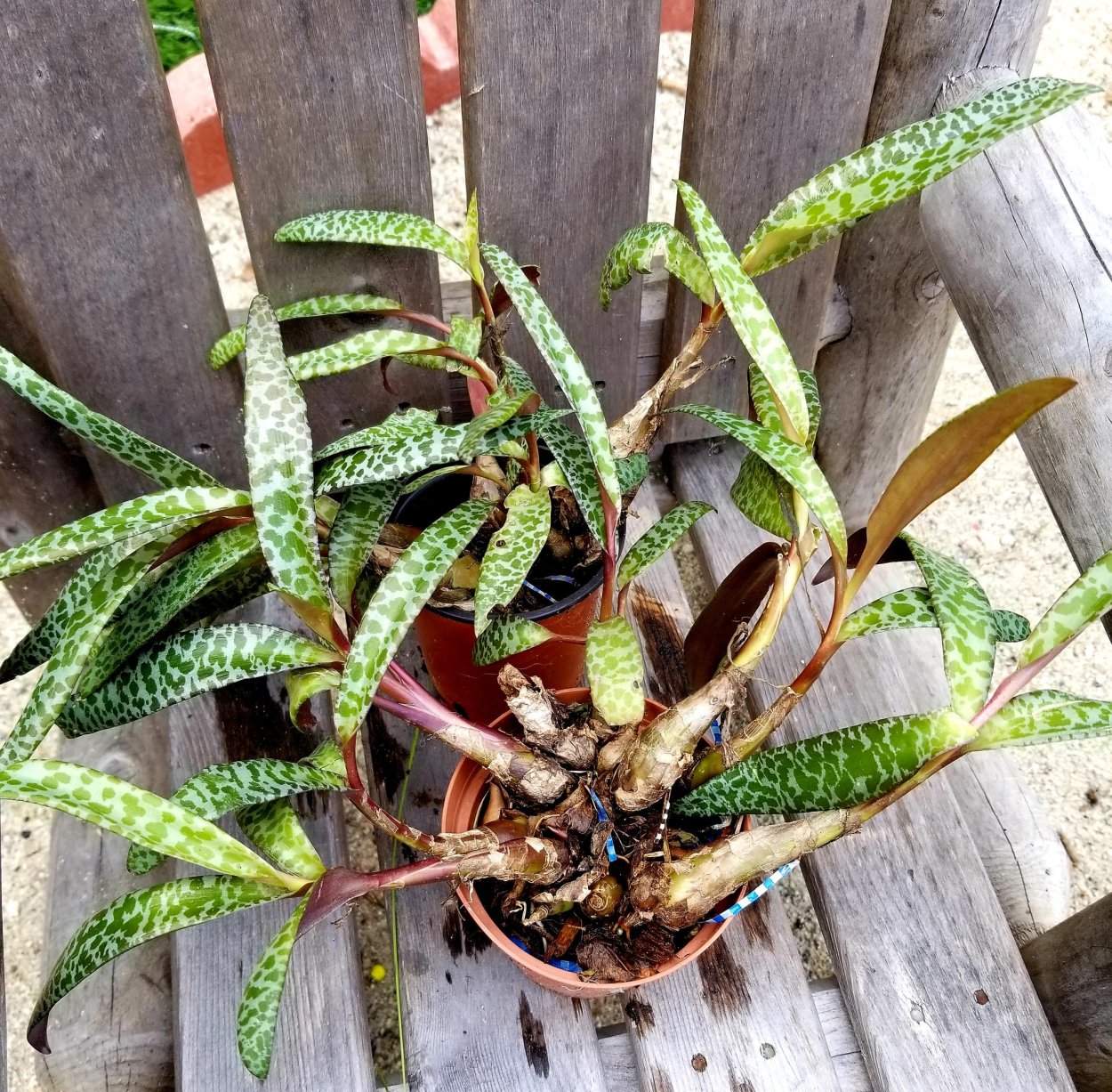 Ледебурия социалис