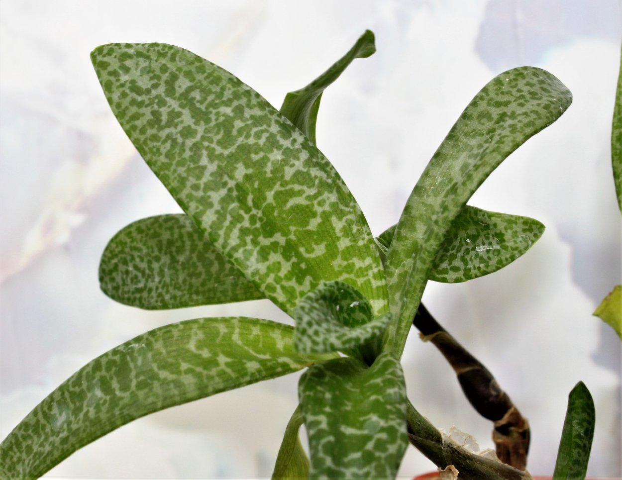 Ледебурия socialis