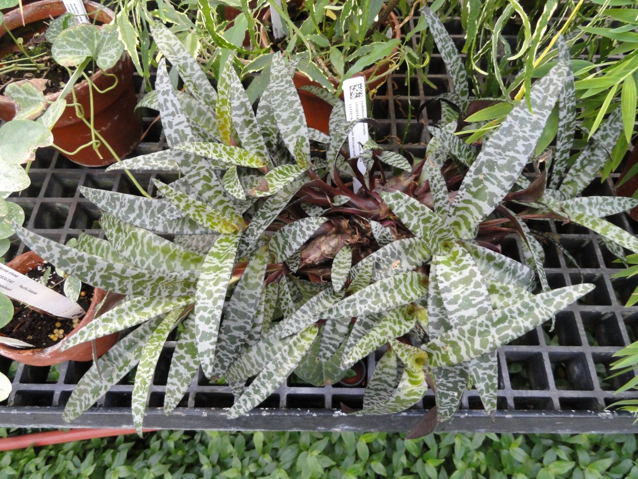 Ледебурия социалис Вариегата