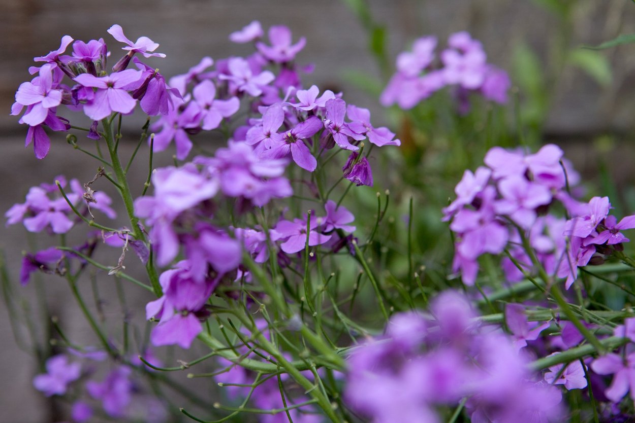 Hesperis matronalis Hesperis matronalis, otherwise known a. Flickr