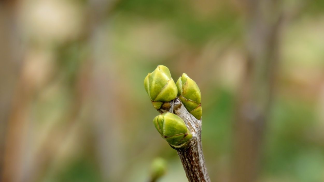 Почки сирени фото 1 класс