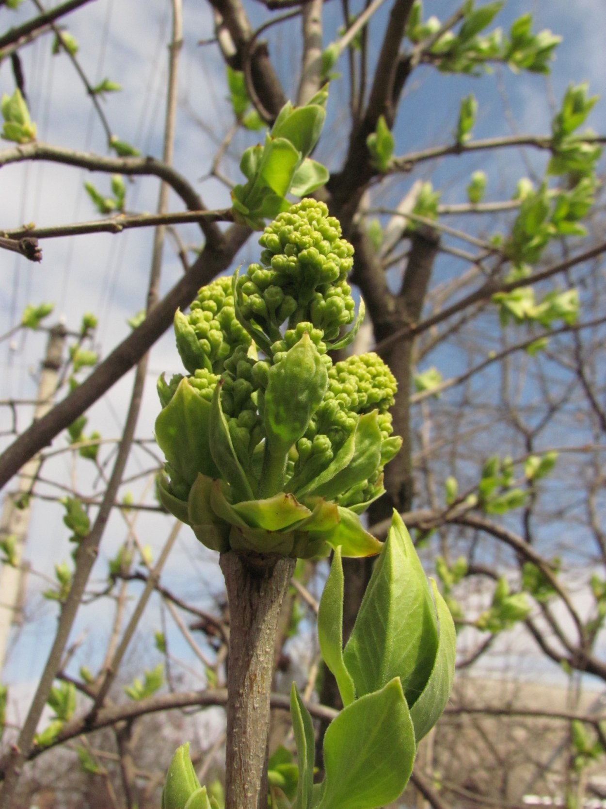 Сирень обыкновенная почки