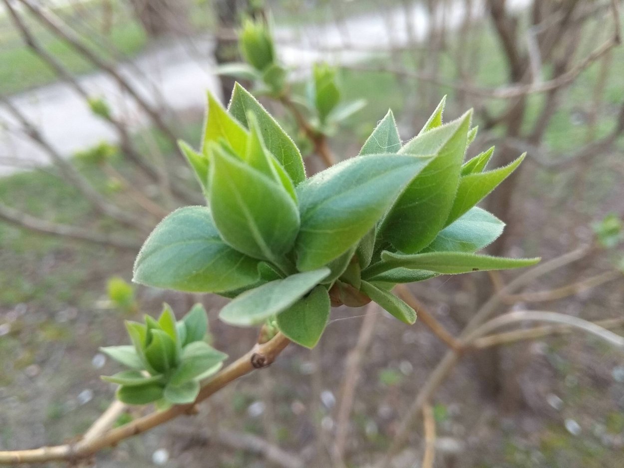Безлистный побег сирени венгерской листовой рубец