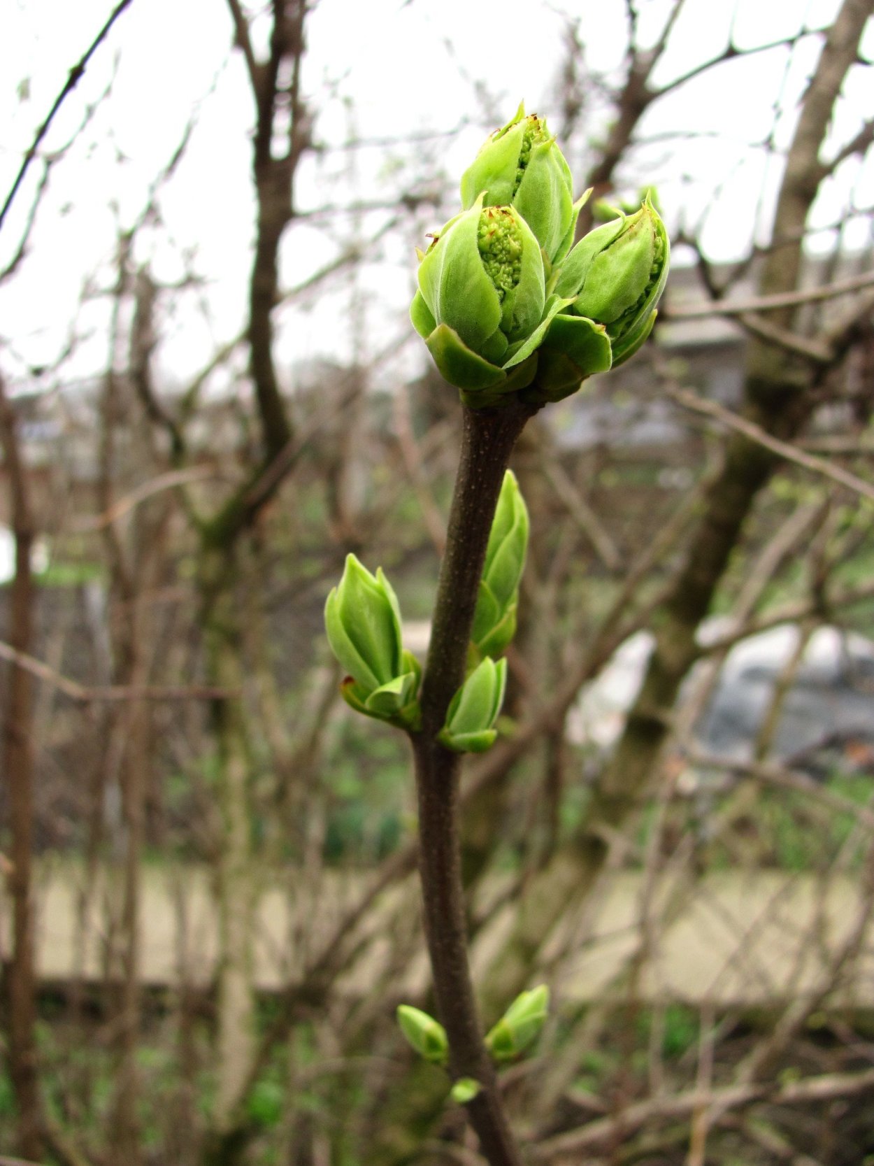 Сирень обыкновенная побег