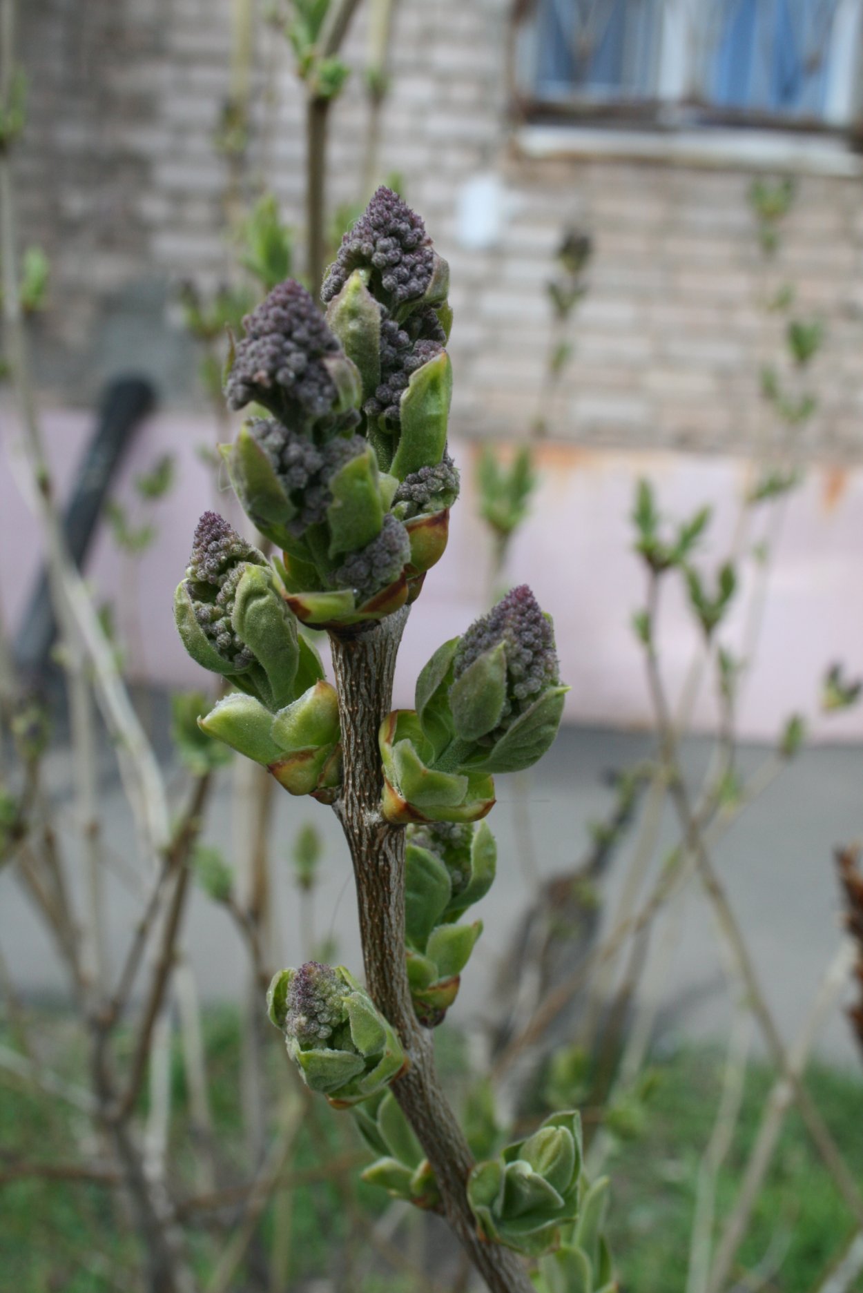 Распускание почек сирени